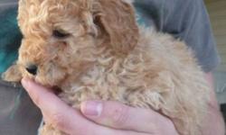 MINI GOLDENDOODLE PUPPIES
 
We have a litter of miniature goldendoodle puppies, they were born august 19th, and are ready to go NOW!
 
These guys will mature between 12 and 18 lbs, there are puppies with wavy fleecy coats, and there are puppies with more