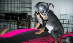 These adorable Min Pins are paper trained. Shots and dewormings done. Ready to make your world come alive. Very playful. Look like a tiny Doberman. 1 male and 3 females available. Picture 4, her ears were taped to help them stand but not cropped. As you