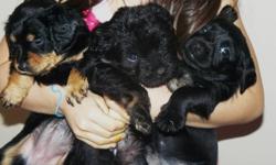 Mother is a Minature Schnauzer and Father is a Corkie.  Three Females available for sale. One has colouring of a yorkie, the second is black with tan paws, and the third is black with a white patch on chest. They are being paper trained and we are also