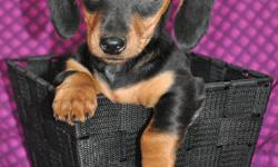 2 little girl Doxies are ready to be adopted into their new families!  They are sweet and playful pups!  1st vaccinations, dewormings and health guarantee included. 
1 Female Smooth Black & Tan
1 Female Smooth Dapple (ADOPTED!)