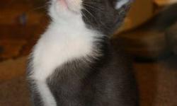 "Elegant Silver":  "Bop" is a pure-silver female long-tailed Mini-Manx cross kitten. Beautiful, soft, friendly and playful.   At 4 months (born July 18) she is still very small and can be expected to be about 6-7 pounds when grown, which is about half the
