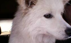 Mini american eskimo for sale......hyper and loves to play......loves attention......needs lots of attention. Very sweet....im starting up a dayhome and need to sell him a.s.a.p. His name is bear and he is only 11 months. Will be 1 year jan 18. He comes