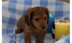 Excellent temperament, very loving and playful! 
They are ready to go now to their new forever homes and families.  They have their first vaccinations and have been dewormed.  Each puppies takes a gift bag to his new home with blanket, toy, small bag of