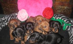 PLEASE NOTE *Price is NOT NEGOTIABLE*
Born CHRISTMAS DAY available the week of VALENTINES DAY!!
Two (2) Female black and tan - Vixen and Holly
Three (3) Male red - Dascher, Tinsle, Gingy
Two (2) Male black and tan - Kringle, Jingle
Mother is a smooth