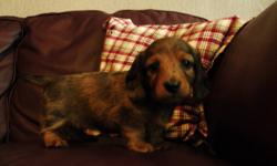 Two healthy, happy and well socialized  mini Dachshund puppies for sale. Both of these are longhaired females (in pictures 6-7). They have lovely laid back dispositions and are favorties around here! Ready to go on October 22nd, 2011. Will have their