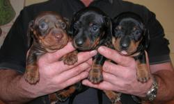 Three beautiful males, 1 chocolate, 2 black/tan.  The Mother is white/black piebald with black/tan ticking.  She is 3 years old, this is her 2nd litter and she is approx. 7 lbs..  The Father is black/tan, 3 years old and approx. 9 lbs..  The puppies are