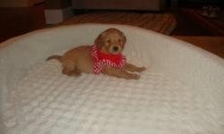 Adorable first generation Mini Goldendoodles born October19, 2011.
These puppies are affectionate, intelligent, social, light  to no-shedding! Tender with children and other animals. They are great family dogs. "Just want to please you, Golden