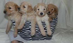 MINI GOLDENDOODLE PUPS
5 males and 2 females available to go home mid Feb. 
Curly and wavy coats
Low to Non shedding
Good for people with allergies
Puppies will have their dew claws removed, first shots, puppy package.
Delivery of your pup can be arranged
