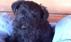 3 lovely all black mini schnauzers, 2 females and one male. The sire is a French import with Champion lines, dam is a well bred US import. Parents are CERF certified. We have been
raising schnauzers for 12 years
Ready to go to new home Jan 14th. CKC