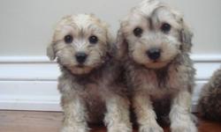 We have 1 schnoodle puppy available for adoption. She's an adorable girl!
 
She's mostly salt with specks of pepper.
Mother was a miniature schnauzer, and the father was a cream miniature poodle. 
We estimate that she'll mature to around 18 lbs. 
 
  She