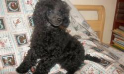 TreasurePets (reg'd)
Available Immediately
2 Male Black Miniature Poodles Champion Sired.  One male is going to be smaller the other male is going to be a full size mini.
We also have 2 brown male miniatures that will be
ready to go the end of January.
We
