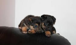 Add a new puppy to your family for the new year!
Miniature Aussiedoodle Puppies (Mini Aussiedoodle Puppies)
First vaccination and dewormed 2x
HEALTH GUARANTEE
Mom is a Miniature Australian Shepherd and Dad is a Miniature Poodle
They will mature around