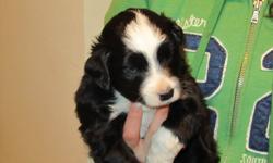 Only one mini aussie puppy left out of litter. Black Tri Male, beautiful healthy very well tempered. Both parents available for viewing. Ready to go to forever home December 4, 2011. Complete with Vet Health certificate and first set of vaccinations.