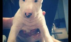 Mini Bull terrier puppies for sale. We only have two mini bull puppies left. One is red and white, the other is brindle and white. Both are male. Father is European championship bloodlines, EKC registered, Female is from the states AKC registered. Father