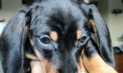 I have 2 miniature dachshunds left a black and tan female and a chocolate and tan male...they are almost ready for their new loving homes!!!! They will have their first set of shots and have been dewormed and vet checked...you will get a small sample of
