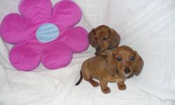 These female are looking for good homes to go to. They are wonderful little pets. Both Parents and Miniature Daschund and make a great Pet. Each one of the puppies goes with a vet paper that show the shots and dewormer they recived on Sept 10th 2011. If