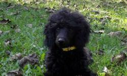 ONLY ONE LEFT!! I have 1 black female mini poodle. Father is red in color and registered, mom is not registered and silver in color(grey with black trim). Tails are docked, dew claws removed and vet check/ first shots are included. The pup should mature