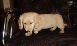 1 male Miniature Long Haired Dachshund puppy left available for his forever home. Rare English Cream. Parents are on site and are available for viewing. "This is NOTa  puppymill dog." He is a loveable, loyal and loving little dog. Don't miss out on this