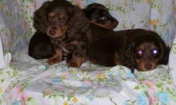 Long Haired Miniature Dachshunds in unusual colours.
Two Chocolate and Tan puppies.....2 male.
Two Chocolate Fringed Reds. 1 male....1 female.
One Chocolate Dapple Male. $550.
Last two pictures are of Mom. (Sorry about the red eye!)