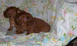 Long Haired Miniature Dachshunds in unusual colours
One Male Chocolate Fringed Red. $450
One Male Chocolate Dapple. $450.
Last two pictures are of Mom. (Sorry about the red eye!)
All have up to date shots and have Been De wormed regularly up to the