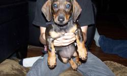 He is a 10 week old miniature daschund, really good with kids, and loves to cuddle!! comes with folding dog crate, and car kennel, dishes, food, has his first shots, and deworming (with records). call or email 924-0165