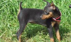Ladysmith
Tiny, adorable, gorgeous girls born Aug 13, 2011, one solid black with a naturally short tail, one black and tan with a docked tail, ooth have their dewclaws removed , Mum and Dad are on site to view.
The MinPin is a very healthy, shorthaired,