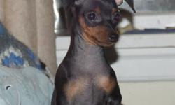 ARE YOU LOOKOING FOR A SMALL DOG? 
 
We have two gorgeous, tiny girls born Aug. 18, 2011.  At 14 weeks they are now available for placement in their new homes. The first is a rich black and rust with drop ears and a cropped tail; the second is a stunning