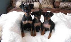 Min Pin Pups (purebred) Black and Tan Males and Female available, Tails Docked and Dewclaws Removed, Veterinary Checked including there Heath Exams, First Vaccines, Dewormings, and come with a Health Certificate from the Vet! Home Raised, Socialized very
