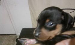 **Perfect Christmas Present**
Ready just before Christmas
Female Miniature Pinscher Puppy for Sale...
Born November 3, 2011
Will be ready to go any time after December 22nd
Sold with tails docked, first set of vaccines, dewormed and vet checked
$500.00