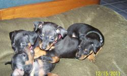 Father is a pure breed mini pin, mother is 3/4 mini pin and 1/4 chihuahua. They have their tails docked and dew claws removed. They will also have their first shots and be health checked by the vet. They are raised in our home so they are used to being
