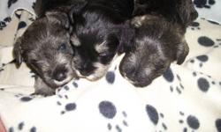 We have 9 beautiful Miniature Schnauzer Puppies for sale 5 males 4 females available after Nov 13th. Tails are docked and they will come fully wormed and with first set of shots. They are family raised and mum(black&silver points) and dad(silver) are on