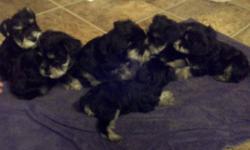 6 Purebred Miniature Schnauzer Pups for Sale
3 Males, 3 Females - Black and Silver Markings
Tails Docked, dewormed and Dew Claws Removed
Mother and Father can both be seen
$800.00
Puppies will be ready to go at 6 weeks old
email - ocfd@hotmail.com