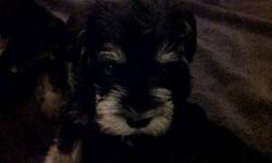 Miniature Schnauzer Pure Bred Puppies for Sale
 
2 Females and 1 Male left
Black and Silver
 
Tails Docked, Dew Claw removed, DeWormed
ready to go to a good home