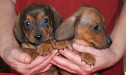 Beautiful playful smooth coat DACHSHUND pups
Males and Females
READY TO GO
Vaccinated, Dewormed Dew-Claw's removed
Tattooed
2 YEAR HEALTH GUARANTEE
Champion Sired
Great little pups REAL LITTLE CUTIES
Breeder of over 30 years
email or phone for more