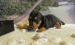 2 CKC registered dachshund puppies, champion grandsired and many more in their pedigrees,  black and tan male and chocolate and tan female. They will be ready for their new homes end of October - beginning of November. They will have vaccination,