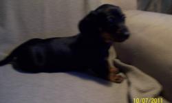 2 females black with tan markings - short hair
1 female dapple - short haired
2 males black with tan markings - long haired
Puppies are very friendly and playful, love children.... excellent addition to a family.
Call and ask for Sherry or more