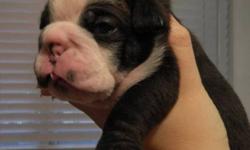 Minnie English Bulldog puppies, ready to go just in time for Christmas taking deposits now, will take payments until pups are ready to go, I will hold for Christmas day, 2 chocolate and white males, 2 brindle and white males, 1 seal brindle female, nice