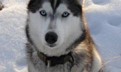 3 year old husky female missing since Nov. 12. Grey, white and black with blue eyes. She is capable of traveling extremely long distances. If you have seen her or know of someone who has her, please contact me. Reward offered. She is dearly missed!