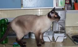 Our Siamese cat got out during a family get together for Thanksgiving on October 9 around 4 to 6 pm. We live near Ridgetown close to the corner of Ridge Line and Kent Bridge Road in the country. Please call if you have seen him or have him. Thanks! Todd