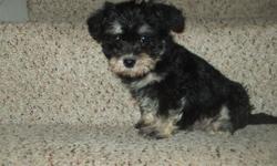 MORKIE-POO PUPPIES
2 females, 1 male available
Mom is a Maltese x Yorkshire Terrier, dad a Mini Poodle
Friendly, cuddly and social
Nice family pet
Vet checked healthy - Vet report provided
1st vaccination, dewormed and health guaranteed
Puppy starter kit
