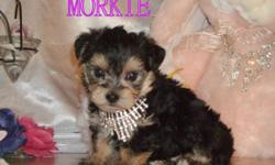 We have a beautiful Morkie female available to a loving home. She is non-shedding and hypo-allergenic. Her mature weight should be approximately 5-6 pounds. She is  very affectionate and has a playful personality. Parents can both be seen. First shot, vet