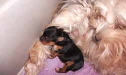 Are you looking for the cutest pup ever? I have 1 (one) female 'morkie' named 'Bella'. mom is half 'yorkie', half 'maltese' so called - 'morkie' and dad is pure 'yorkie', so pup is only 1/4 'maltese'. beautiful markings, as photo shows. needs lots of love