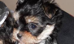 This lively and lovely Morkie pup is the perfect companion dog. Mom is a PB Maltese and dad a handsome PB Yorkshire Terrier. He is well socialized, raised under foot in a family enviroment. His estimate weight at maturaty will be around 6 lbs. Vaccination
