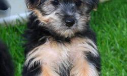 YORKIE CROSS MALTESE PUPPIES. 
PUPPIES WILL BE APPROX. 6-8 POUND FULL GROWN.
THESE LITTLE PUPS ARE GREAT WITH CHILDREN AND OTHER PETS.
THEY ARE NON-SHEDDING AND HYPOALLERGENIC.  
READY FOR THERE NEW FOREVER HOMES. 
ALL PUPS HAVE BEEN VET CHECKED HAD FIRST