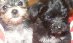 Litter of four male morkie pups ready to go end of October . Non shedding adorable puppies
This ad was posted with the Kijiji Classifieds app.