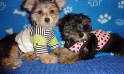 Tiny toy morkies, ready to now, 5-8lbs fully grown, non shedding, hypoallergenic, vet checked, 1st and 2nd set of shots, dewormed. For more info: 647-839-6804