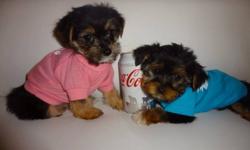 Morkies puppies for sale, extremely cute and very affectionate. 
 
416-841-6375 to come and meet them.
Adult size: 5-6lbs fully grown. 
Puppies were dewormed, checked by a vet and got 1st set shots. 
 They are also non shedding and hypoallergenic, very