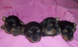 ???? MORKIES ????
 
BORN DEC. 16 2011
 
FOUR GIRLS 
(two sold)  
 
AVAILABLE 
Early February  
 
$500  
Vet checked, first shots, dewormed
 
Come pick one out
 to join your family
 
1 YEAR HEALTH GUARANTEE