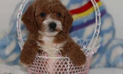 Adorable Multigeneration Cockapoo Puppies from Health tested parents!Redy to go now! Will mature 18-25 pounds.Handsome boys and pretty girls, highly intelligent, excellent temperament, non shedding,hypoallergenic, no odor, allergy /asthma friendly,