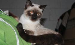 MUST GO THIS WEEKEND . . . . .
 
gorgeous ragdoll/siamese cross female kitten.  she is 4 months old and a reall beauty.  blue eyes, rich seal point color.